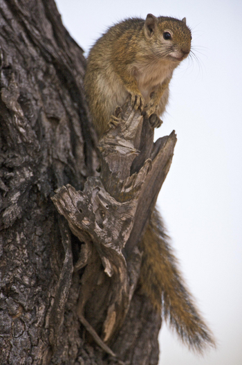 Bushcamp Company: Tree Squirrel