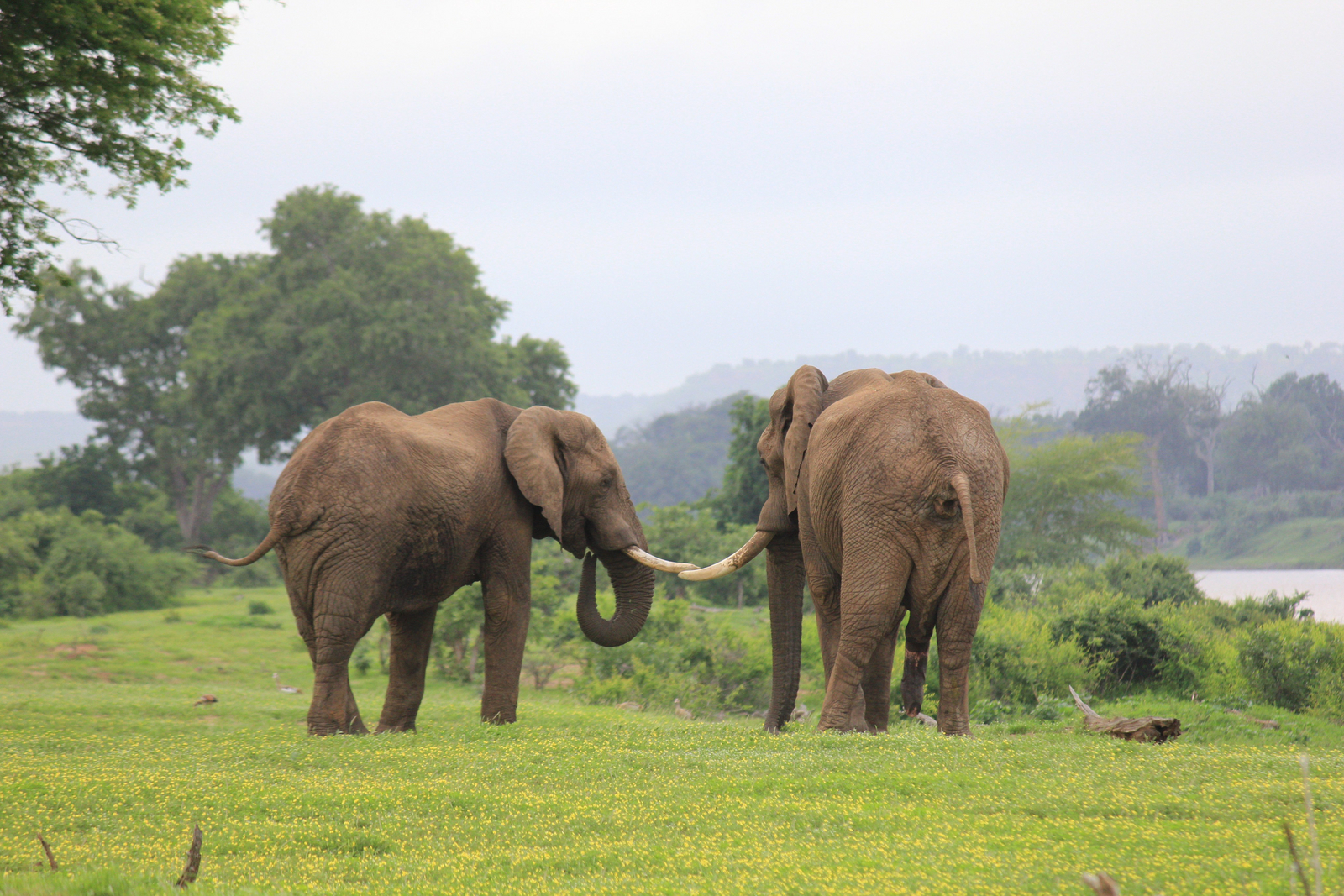 Chilo Ivory Trail Adventure Chilo Ivory Trail Adventure: Alte Elefantenbullen