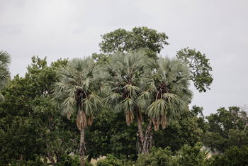 Chilo Ivory Trail Adventure: Ilala-Palmen