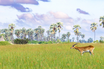 Daunara Safari Camp: Rote Moorantilope