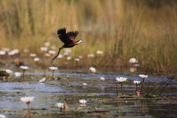 Duke's East Duke's East: African Jacana