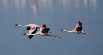 Elewana Tortilis Camp: Fliegende Flamingos