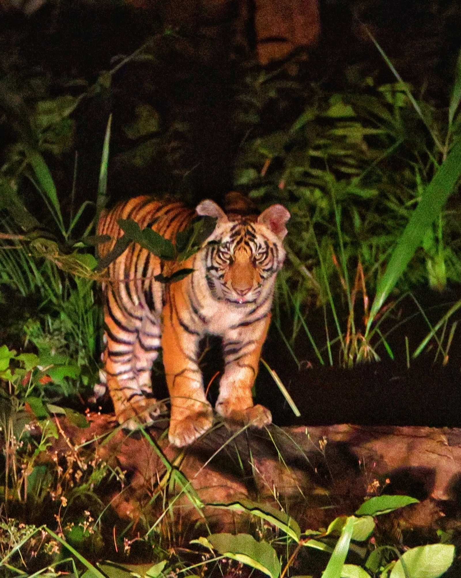 Emerald Tiger Retreat Emerald Tiger Retreat: Junger Tiger