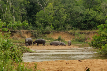 Enjojo Lodge: Nilpferde