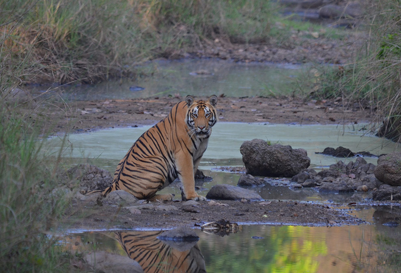 Flame of the Forest Safari Lodge Flame of the Forest Safari Lodge: Tiger an einer Wasserstelle