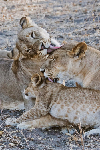 Forest Chem Chem: Fürsorge unter Löwen