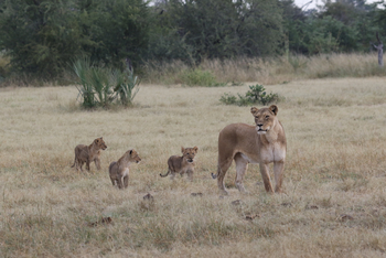 Imvelo Safaris Imvelo Safaris: Löwin mit Jungtieren seitlich