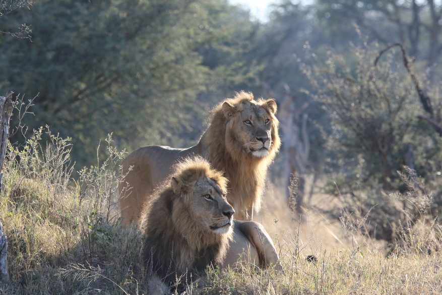 Imvelo Safaris Imvelo Safaris