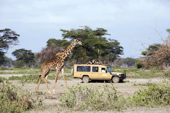 Kambi ya Tembo: Game Drive