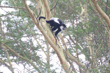 Lake Nakuru Sopa Lodge Lake Nakuru Sopa Lodge: Mantelaffe