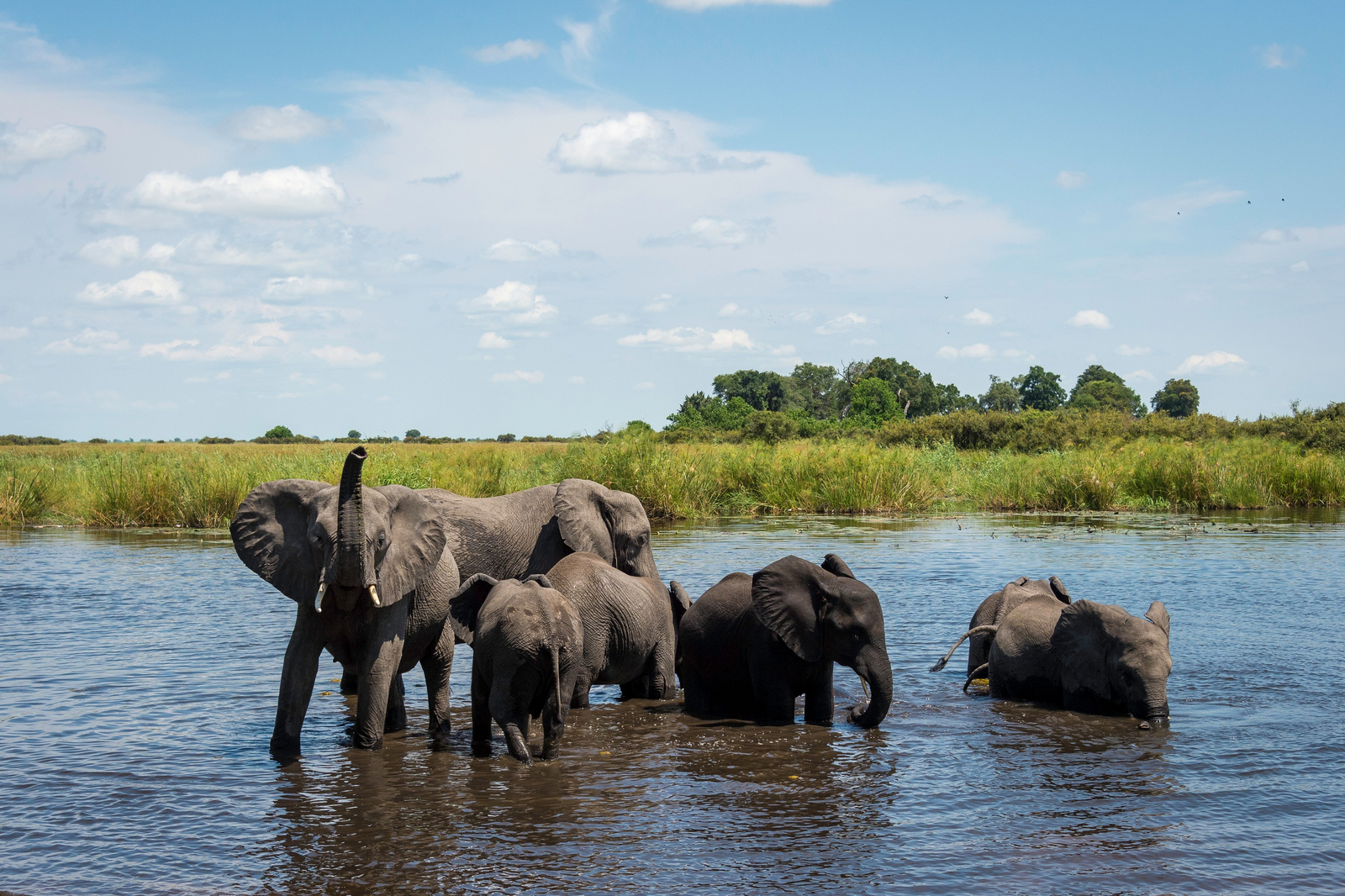 Linyanti Tented Camp Linyanti Tented Camp: Elefanten in den Sümpfen