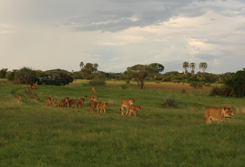 Machaba Camp: Löwenrudel