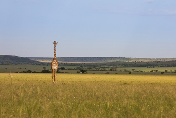 Mara Toto Tree Camp: Neugierige Giraffe