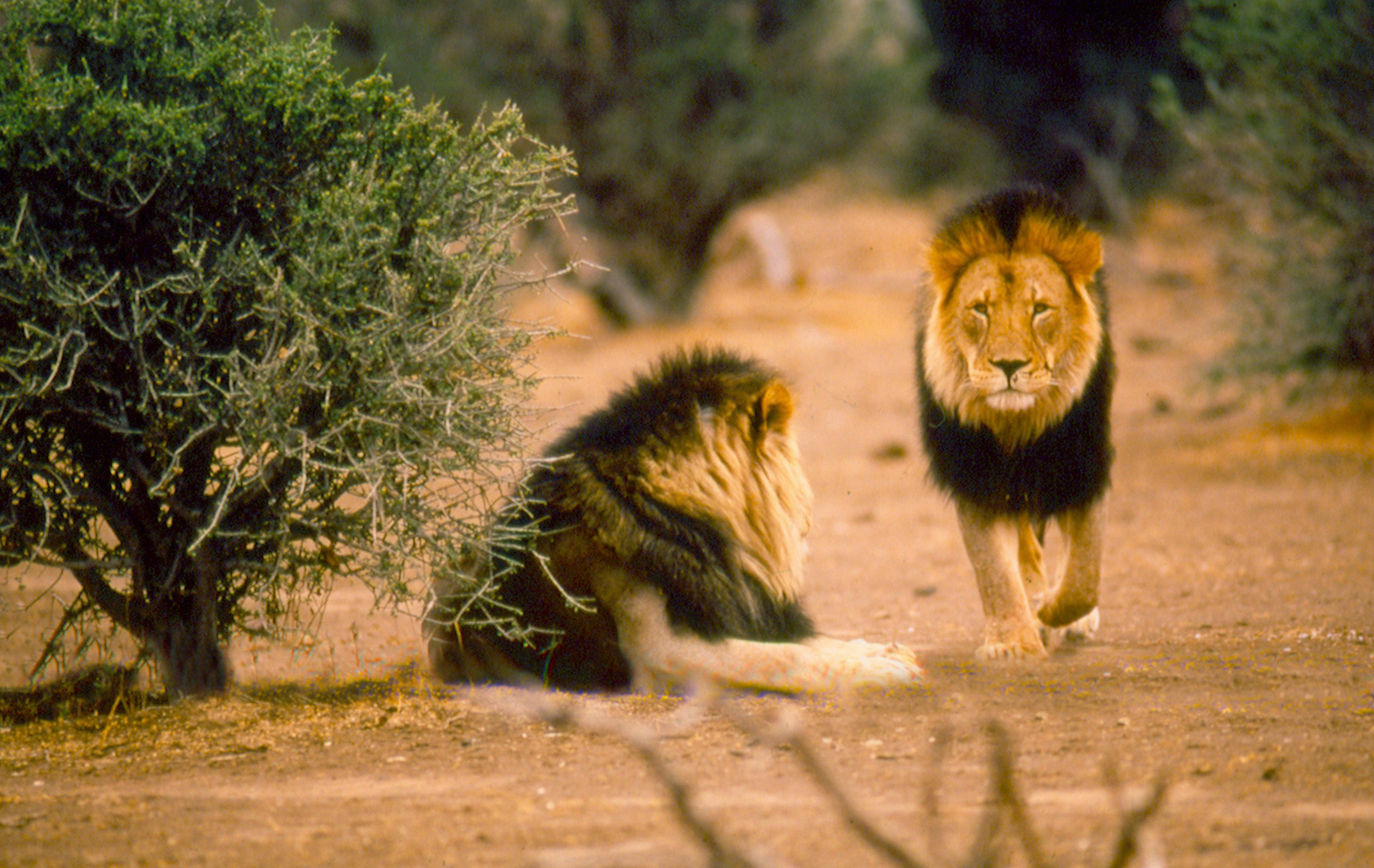 Mashatu Main Camp Mashatu Main Camp: Löwenbrüder
