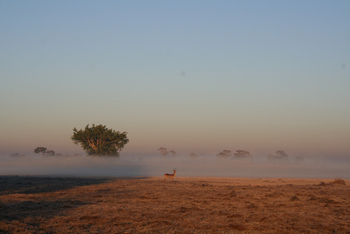 Mukambi Fig Tree Bush Camp: Der Morgen über der Prärie