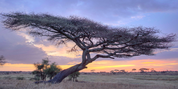 Namiri Plains Camp: Schirmakazie