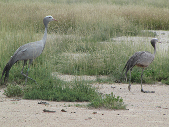 Namutoni Camp: Paradieskraniche