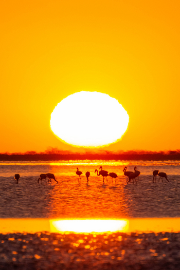 Nata Lodge Nata Lodge: Flamingos vor der Sonne