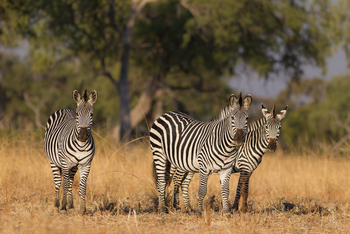 Nkonzi Bush Camp: Zebras