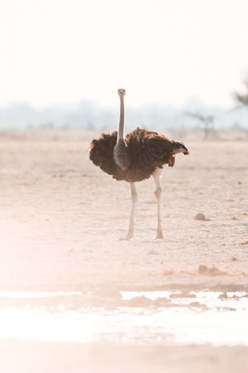 Nxai Pan Camp: Strauß