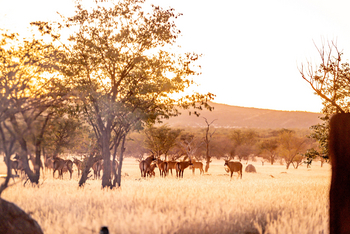 Ohorongo Lodge: Spießböcke