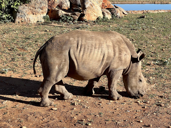 Okutala Lodge: Nashorn