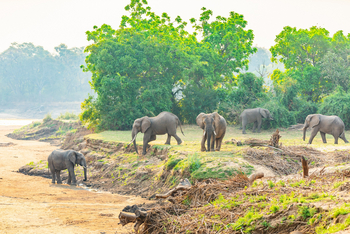 Painted Dogs Lagoon Camp: Eelefantengruppe