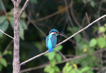 Pench Tree Lodge Pench Tree Lodge: Eisvogel