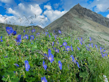 Rumbak Lodge: Blaue Blüten