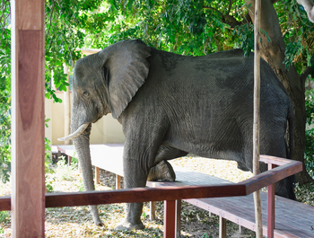 Sausage Tree Camp: Wilder Gast