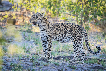 Savute Safari Lodge: Leopard