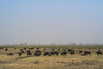 Savuti Camp Savuti Camp: Büffel am Savute Channel