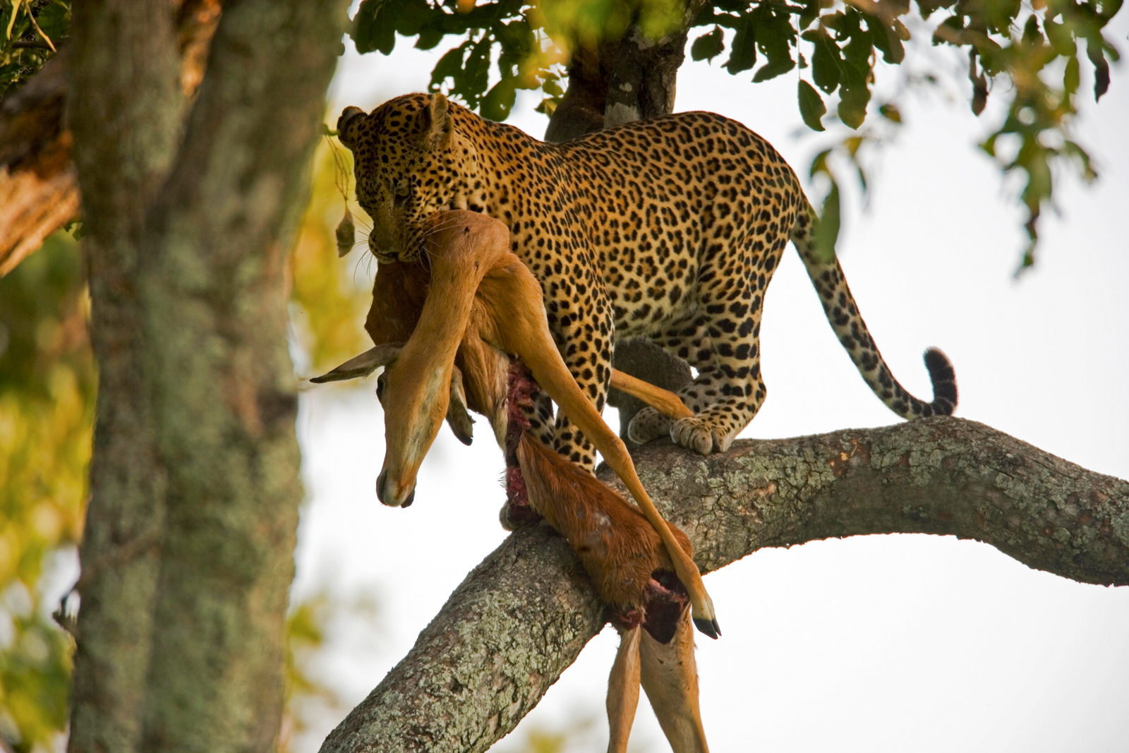 Selinda Camp Selinda Camp: Leopard mit Beute