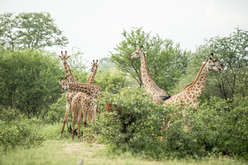 Singita Pamushana Lodge: Giraffenherde