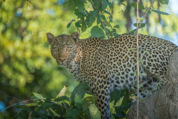 Time + Tide South Luangwa: Leopard