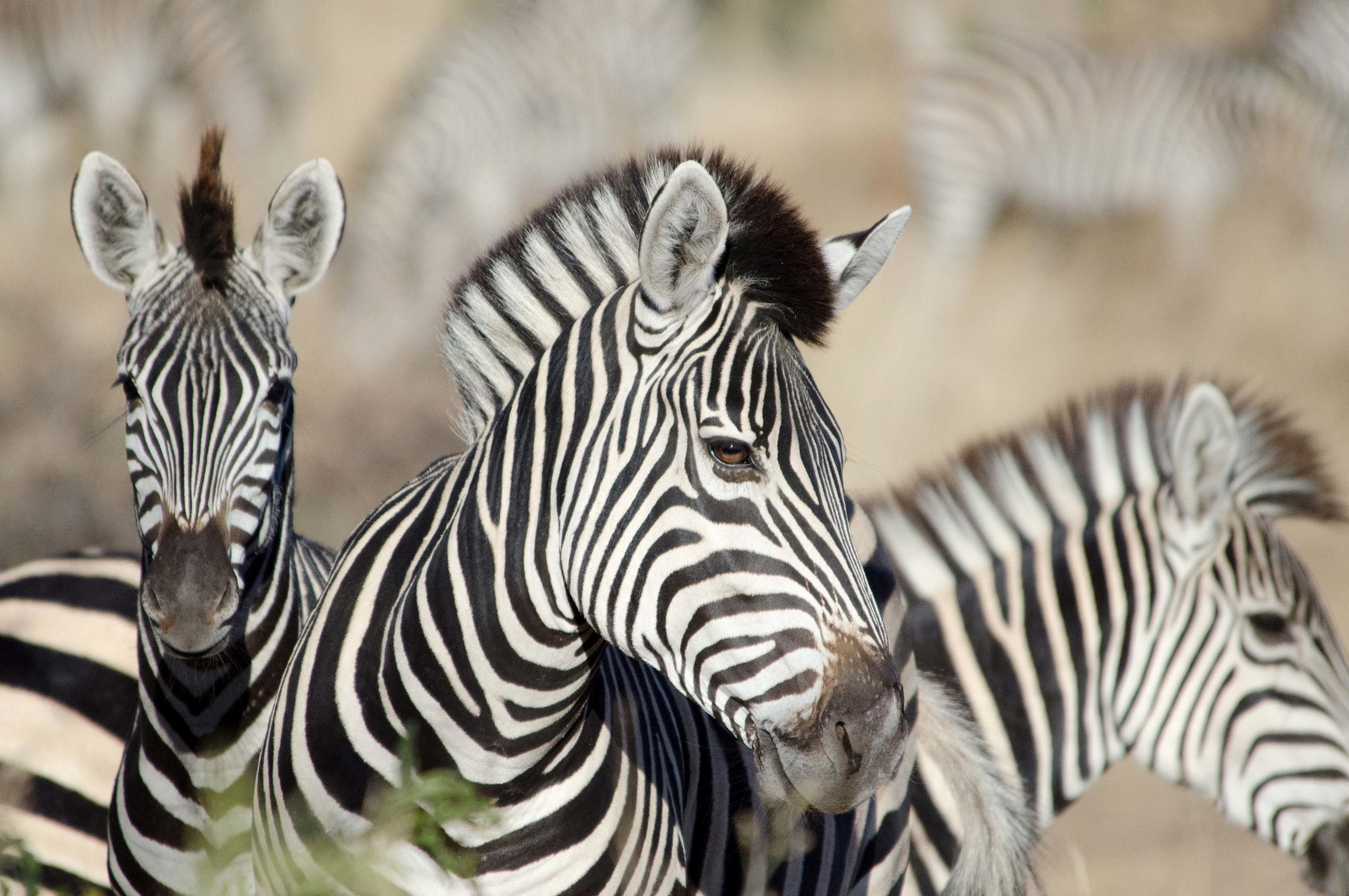 Tlouwana Camp Tlouwana Camp: Zebras