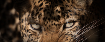 Track and Trail River Camp Track and Trail River Camp: Leopardenaugen