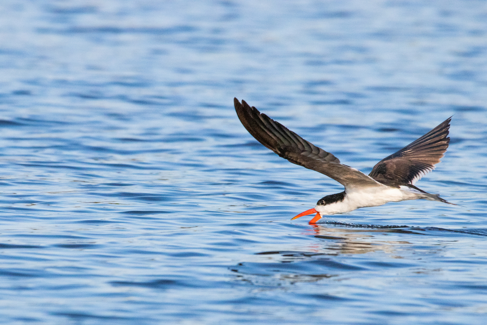 UOBS Chobe National Park UOBS Chobe National Park: African Skimmer