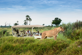 Xigera Safari Lodge Xigera Safari Lodge: Löwin