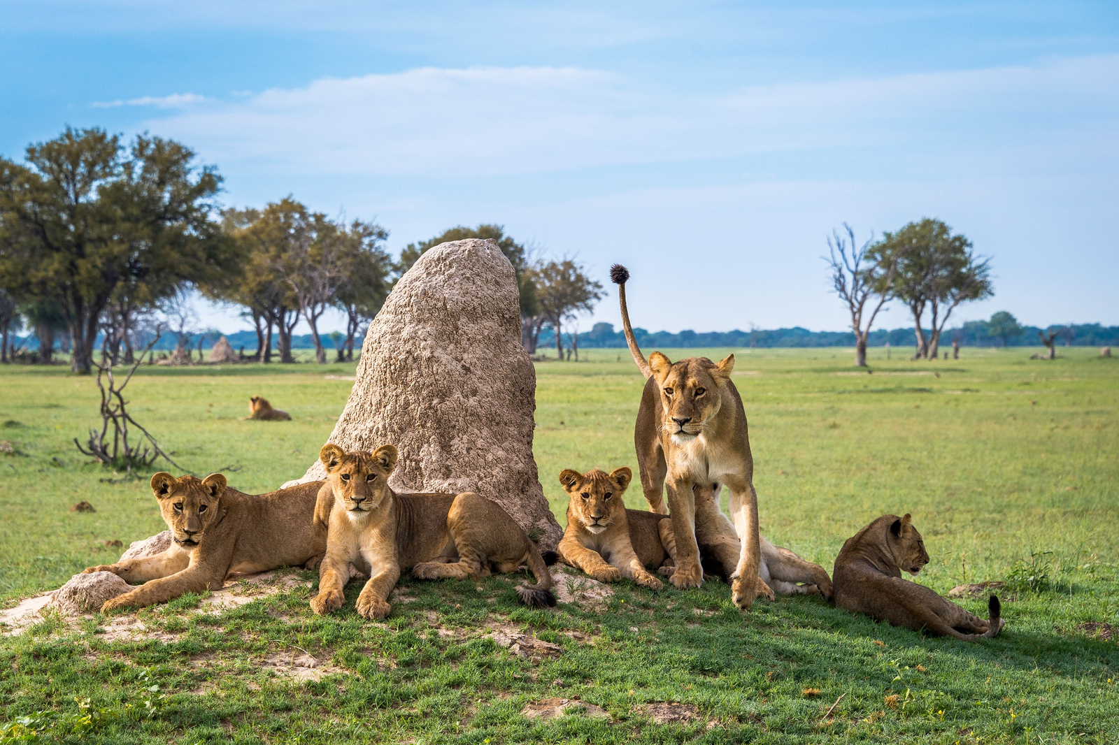 Linkwasha Camp Linkwasha Camp