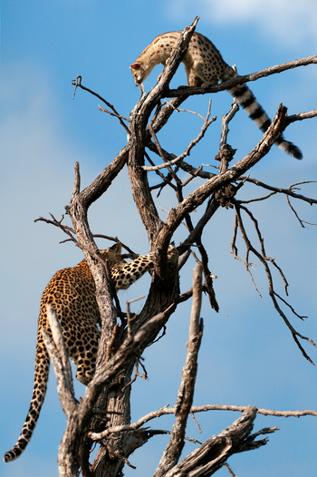 Abu Camp Abu Camp: Leopard und Ginsterkatze
