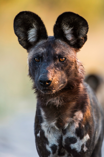 Abu Camp Abu Camp: Wildhundportrait