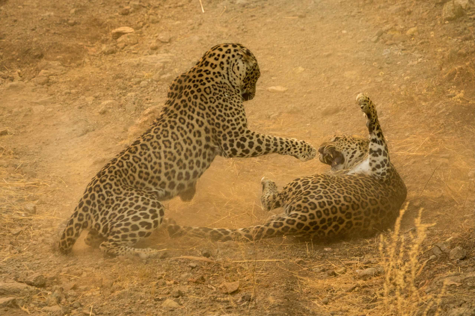 Asiatic Lion Lodge Asiatic Lion Lodge: Kämpfende Leoparden