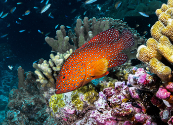 Astove Coral House: Coral Grouper