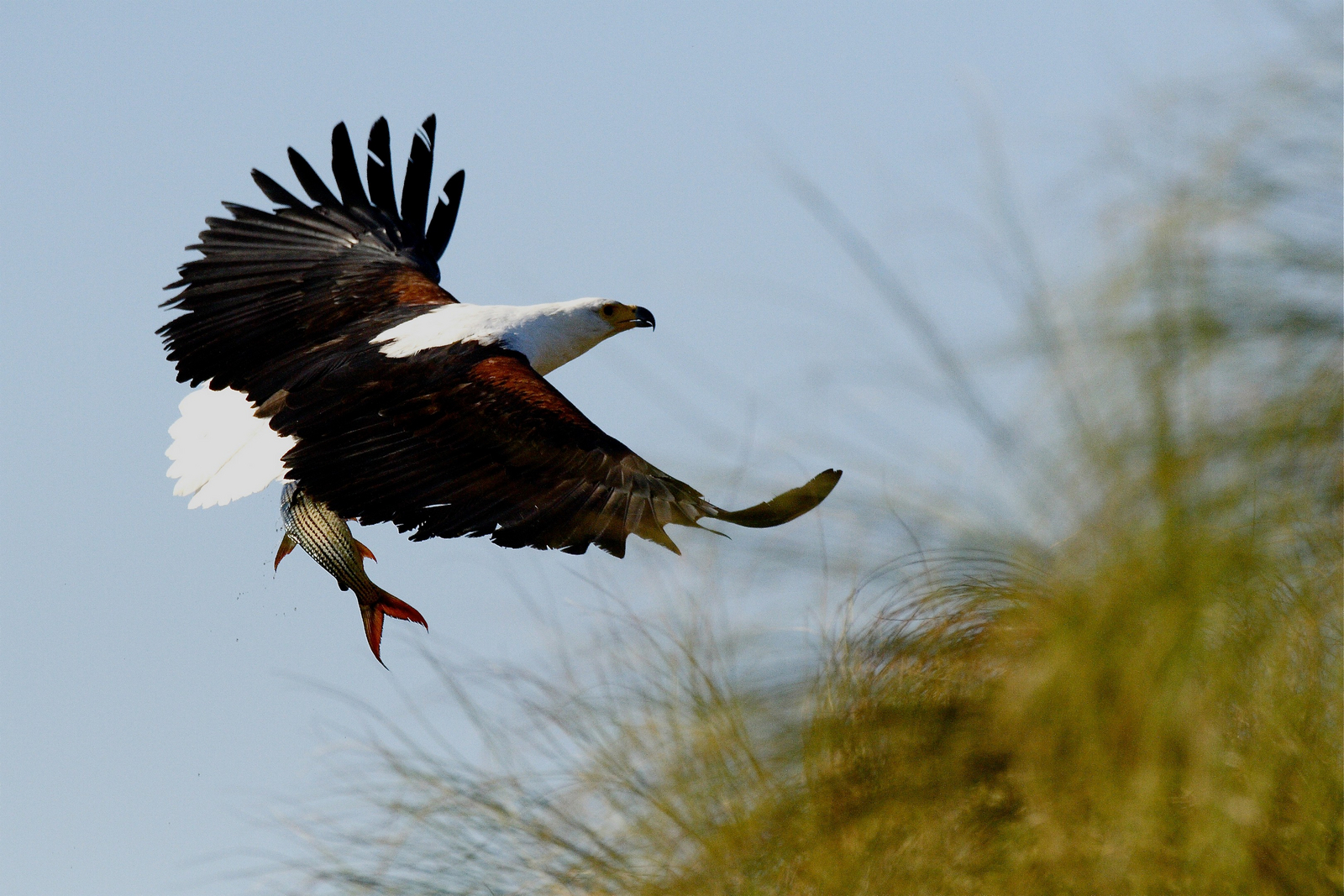 nXamaseri Island Lodge nXamaseri Island Lodge: Fish Eagle