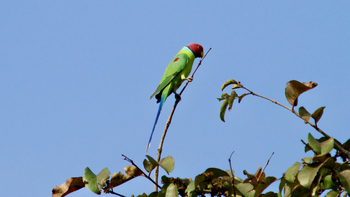 Bagh Villas: Plum-headed Parakeet