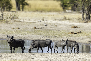 Camp Hwange: Warzenschweine am Wasser