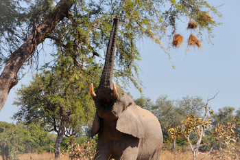 Chikunto Safari Lodge Chikunto Safari Lodge: Elefant