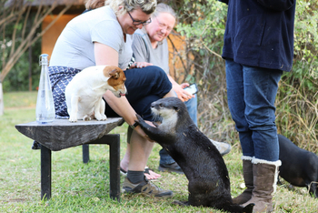 Chundukwa River Lodge: Fischotter