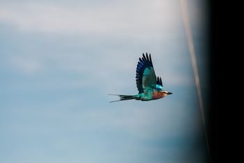 Cottar's 1920s Safari Camp: Lilac-Breasted Roller